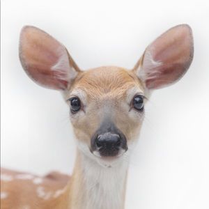 Meet your Posher, Dana